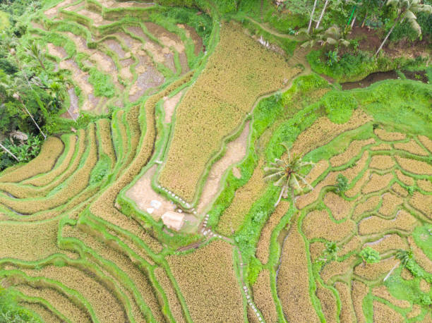 istock rice terrace with mature rice paddy that is ready to be harvested 1088329268