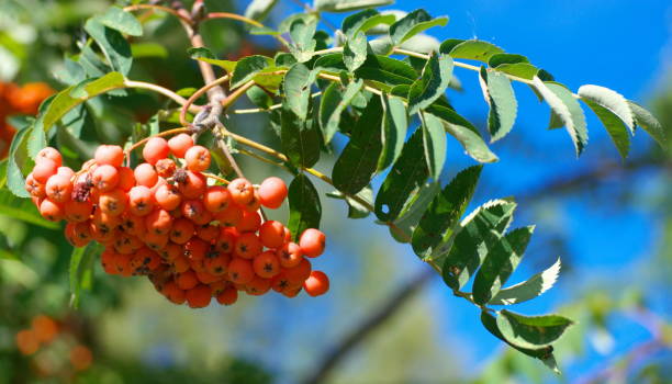 istock ashberry at dry sunny summer day 1088329334