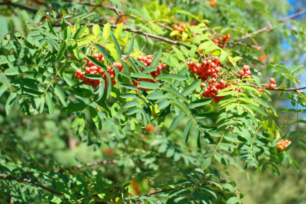 istock ashberry at dry sunny summer day 1088329338