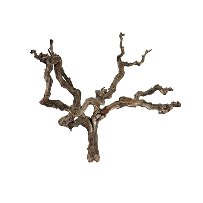 Dry grape tree branch on isolated white background