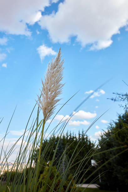istock Reed leaf on blue sky and green garden background 1088332042
