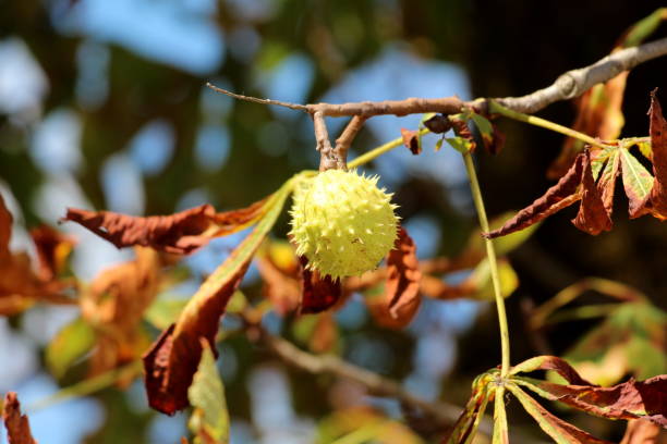 秋の紅葉に囲まれた単一の閉じたとげのある cupule と栗の木の枝 - cupule ストックフォトと画像