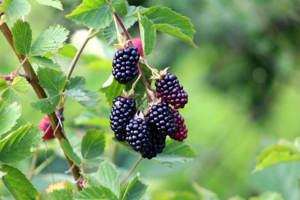 istock Fully ripe blackberry fruit on to small branches surrounded with light green leaves 1088339314