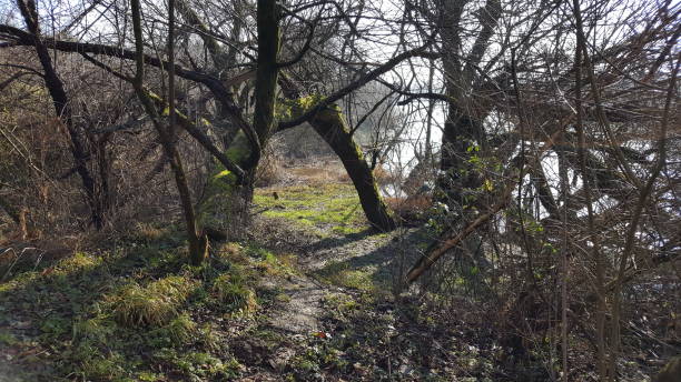 istock Muddy path to river bank covered with fallen trees and dried vegetation 1088339406