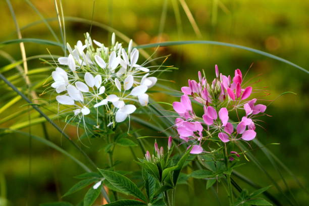 Two Spider flower or Cleome hassleriana flowering plants with white and pink flowers on dark green leaves background Two Spider flower or Cleome hassleriana or Spider plant or Grandfathers Whiskers annual growing flowering plants with palmately compound leaves and white and pink flowers consisting of bunches made of four petals and six long stamens on dark green leaves background spider flower stock pictures, royalty-free photos & images