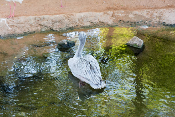 istock Beautiful pelican in water 1088339898