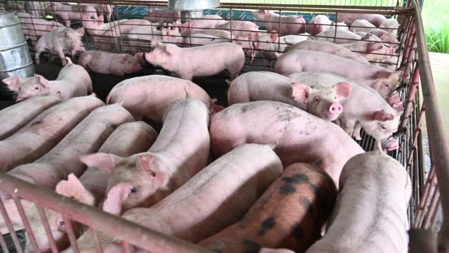 6,594 Pig Farm Stock Videos and Royalty-Free Footage - iStock |  Agriculture, Farm field, Farmer