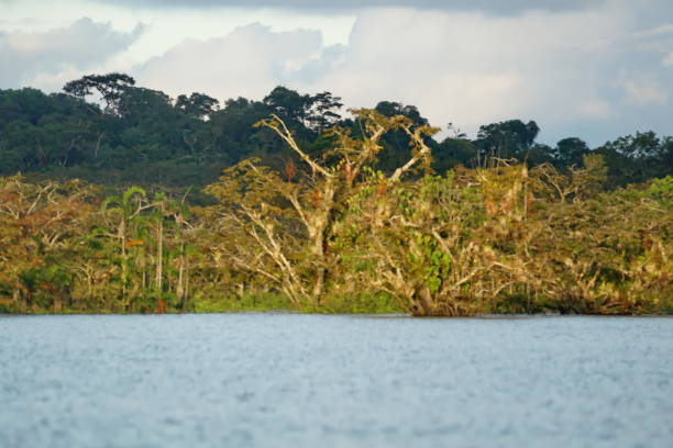 istock Shore of an island 1088341996