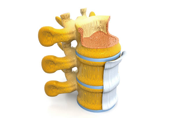 spinal zwężenie 3d render - human spine human vertebra disk spinal zdjęcia i obrazy z banku zdjęć