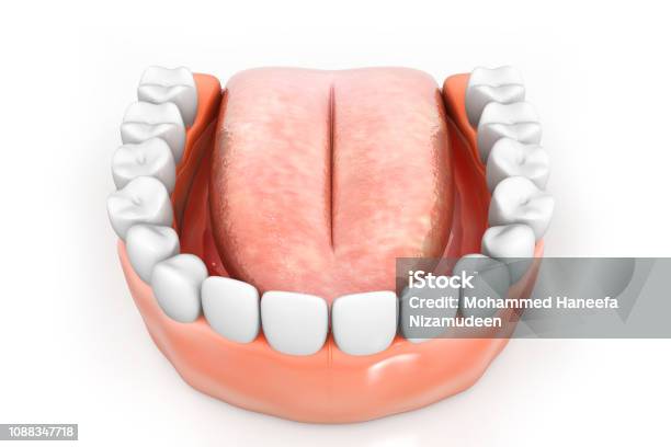 인간의 입 3d 렌더링의 해부학 다이어그램에 대한 스톡 사진 및 기타 이미지 - 다이어그램, 사람 이빨, 치아 건강 - iStock