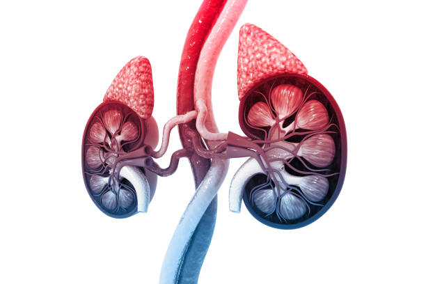 human kidney cross section 3d render - suprarenal gland imagens e fotografias de stock