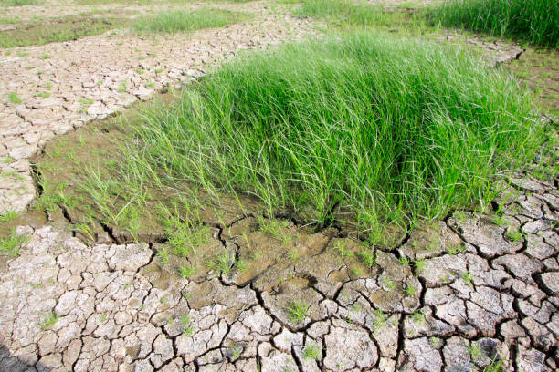 istock Weeds and dry land in the wild 1088353550