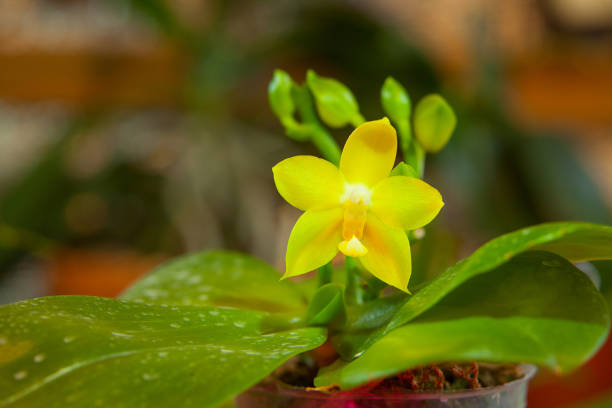 Beautiful rare orchid in a pot on a blurred background
