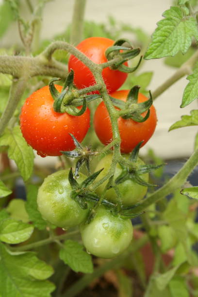istock Home Grown Truss Tomatoes 1088355460