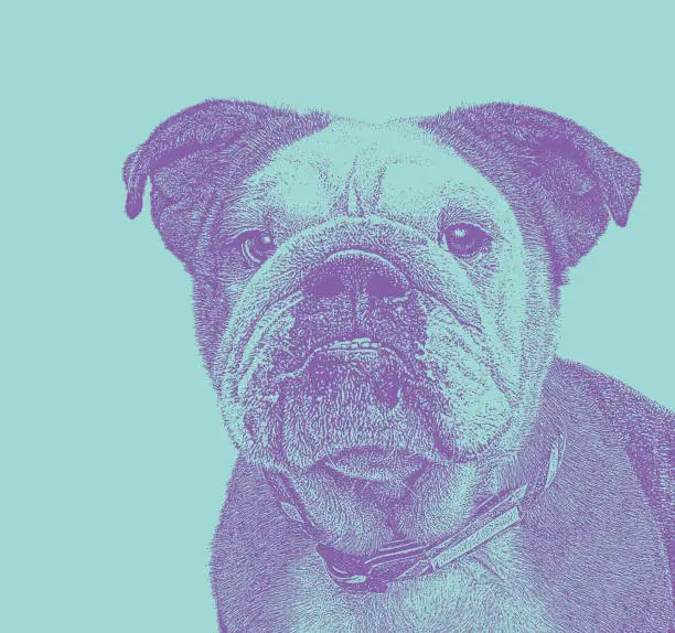 Vector illustration of English Bulldog close up