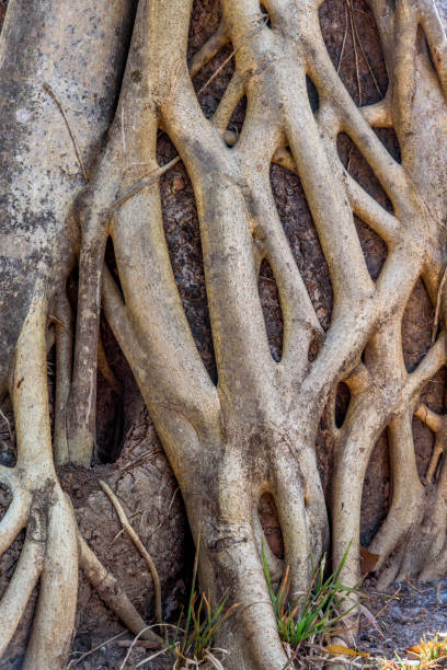 istock Close up of the tree root 1088368466