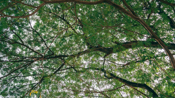 istock Green tree leaf and twig with sun light ray at Kanchanaburi, Thailand 1088368562