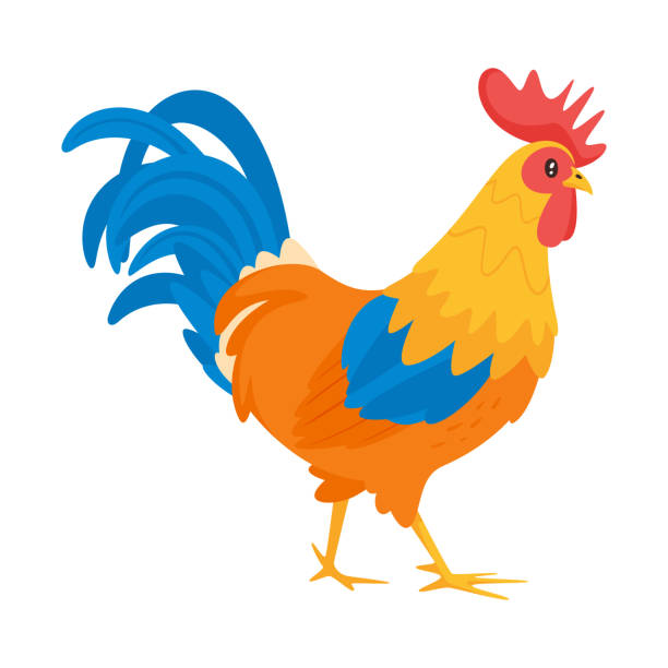 ilustrações de stock, clip art, desenhos animados e ícones de rooster vector illustration - livestock beautiful image beak
