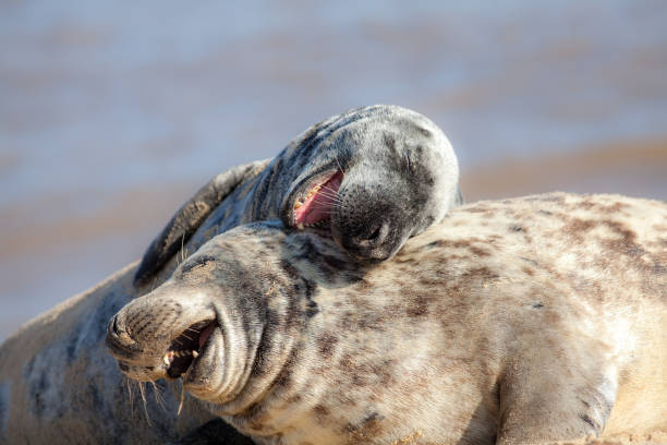 Laughing out loud. Funny animal meme image. Animals having fun. Laughing out loud. Funny animal meme image of happy animals having fun. Hilarious wildlife picture of two beautiful friendly grey seals playing around and apparently joking in the sand. ian stock pictures, royalty-free photos & images