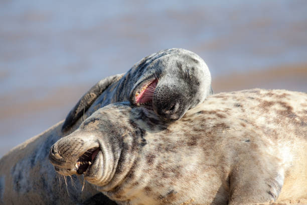 rindo muito. imagem engraçada meme animal. animais se divertindo. - meme - fotografias e filmes do acervo