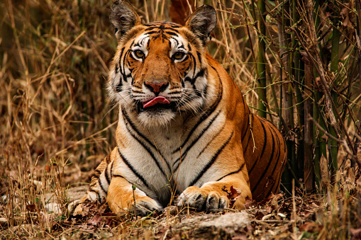 Retrato de una tigresa para la portada de la revista photo