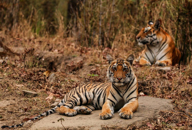 Tiger cub with mother