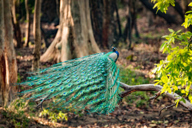 Peacock with full plumage in Indian jungle Peacock with full plumage in Indian jungle iucn red list photos stock pictures, royalty-free photos & images