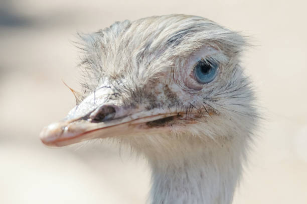 close-up retrato de nandu (maior reia) - bird common rhea south america beak - fotografias e filmes do acervo