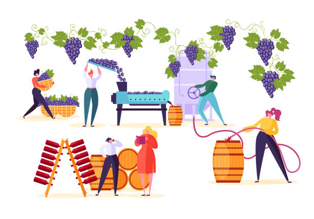 ilustrações de stock, clip art, desenhos animados e ícones de winery factory. wine production process set. winemaker character crushing fermentation bottling red grape alcohol drink to wooden barrel with old vineyard technology flat cartoon vector illustration - vintner