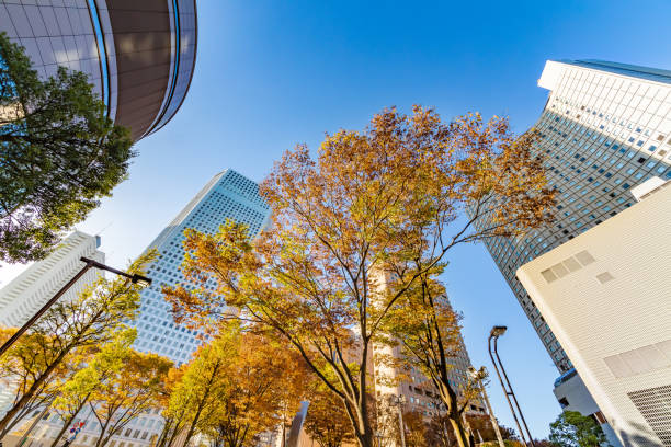 istock Autumn leaves and Shinjuku skyscraper group 1088390936