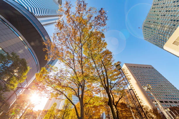 istock Autumn leaves and Shinjuku skyscraper group 1088392052