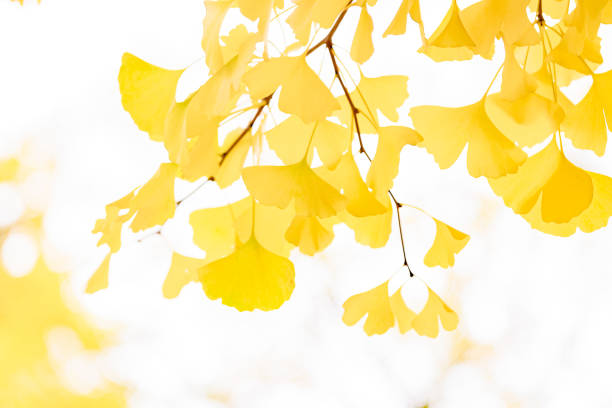 Ginkgo began to turn yellow