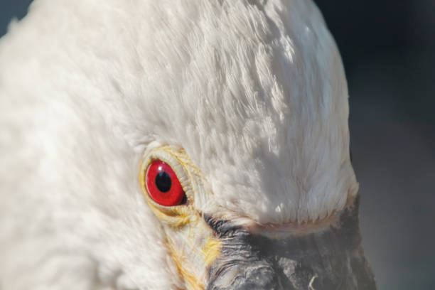 istock Spoonbill close up portrait. Common spoonbill (Platalea leucorodia) 1088392732
