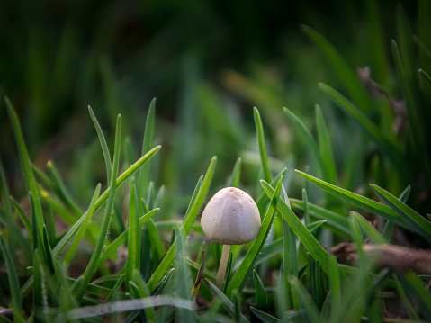 Small button mushroom in between green grass