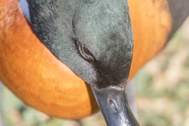 istock Mallard Duck Close up portrait (Anas platyrhynchos) 1088394184