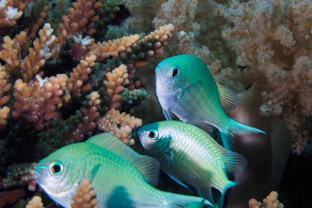 Close up of Blue-green Chromis fish Close up of Blue-green Chromis fish - Blue Pullerfish (Chromis Viridis) small fish hiding on the coral reef. chromis stock pictures, royalty-free photos & images