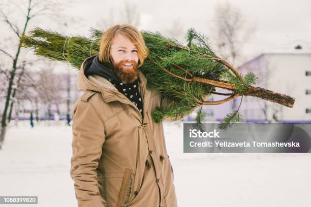 Photo libre de droit de Le Thème Est Le Symbole Des Fêtes De Noël Et Du Nouvel An Un Beau Jeune Homme De Race Blanche Avec Une Barbe Porte Un Sapin De Noël Sur Son Épaule Achat Et Livraison De Conifère Le Soir De Noël banque d'images et plus d'images libres de droit de Barbe