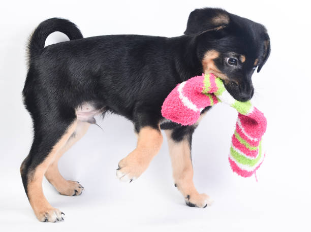 istock Friendship puppy dog ​​on white background 1088400142