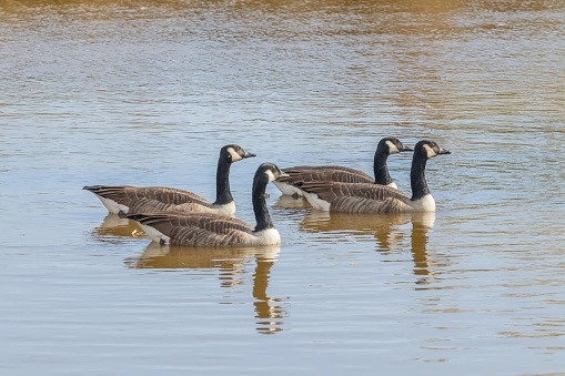 Canadian geese in the lake autumn (Branta canadensis)