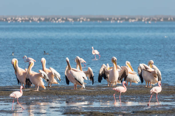 pelican colony in Walvis bay, Namibia wildlife Pink-backed pelican and rosy flamingo colony in Walvis bay, Namibia safari wildlife swakopmund photos stock pictures, royalty-free photos & images