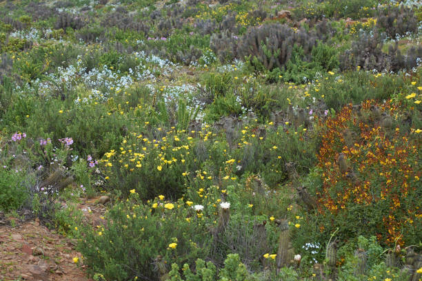 istock Flowers in the Atacama Desert 1088403432