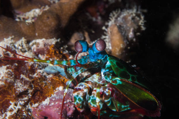 istock Close up of a Peacock Mantis Shrimp 1088403624