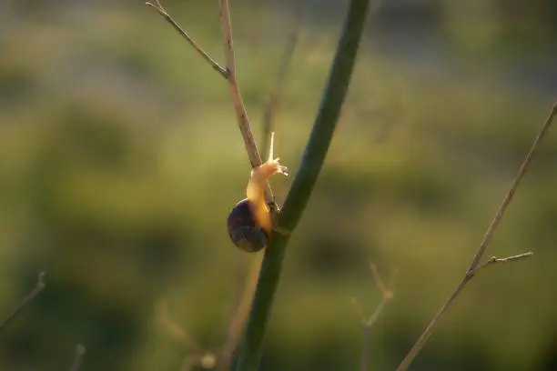 Back-lit by morning sunlight, the backdrop out of focus fennel stalks echo the snails antenna and eye stalks.