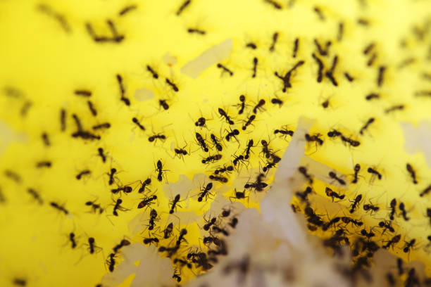 istock wild ant carrying food background. 1088405918