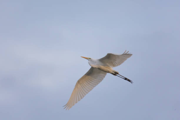 istock a little egret flight  spread the wings this beautiful white bird a tranquil scene 1088407366