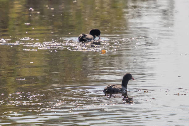 istock Eurasian Coot, black duck, Common coot (Fulica atra) 1088407756