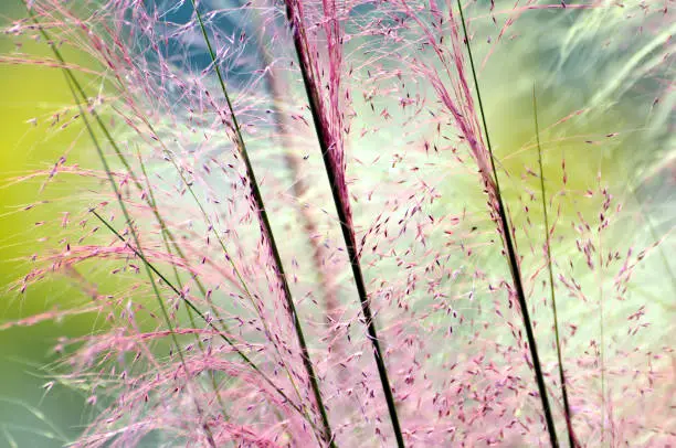 Pink Muhly Grass,Closeup