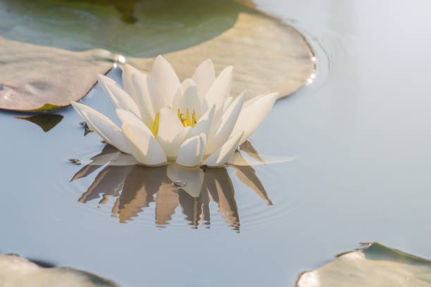 White water lilies blooming in the pond