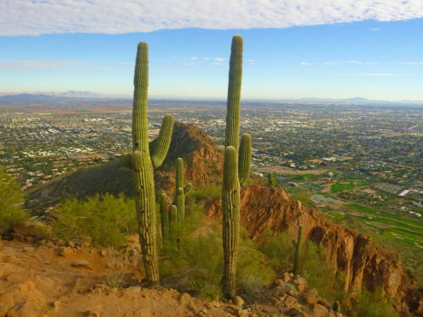 istock Arizona Blooms 1088413150