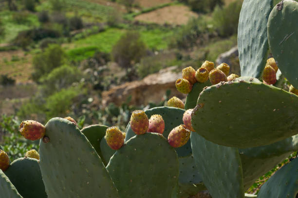 istock Prickly pear cacti growing in the Mediterranean countryside 1088413644